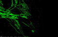 Thumbnail for version as of 21:49, 14 October 2026